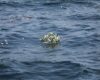 Qué pasa con las cenizas en el mar