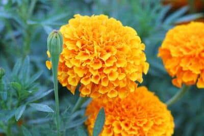 Cómo se llama la flor de panteón