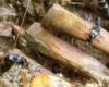 Qué insectos aparecen en un cadáver