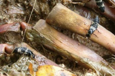 Qué insectos aparecen en un cadáver